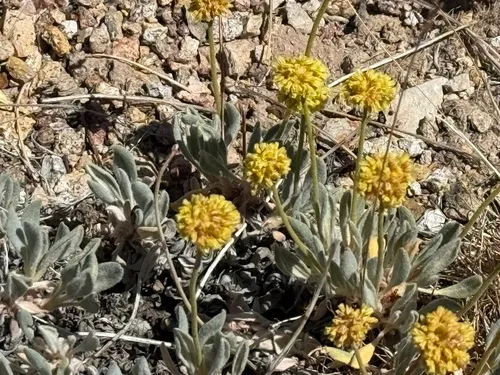 Whitewoolly Buckwheat (var. sceptrum) — photo by Emma Wynn
