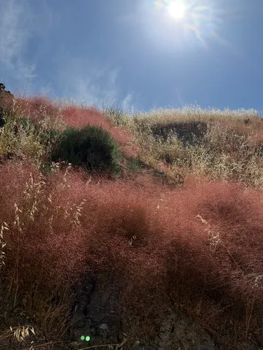Fort Mojave Buckwheat — photo by Alex Heyman