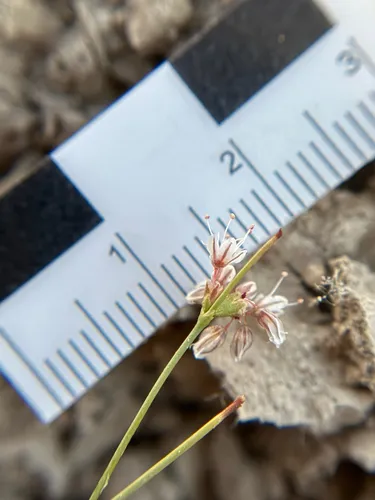Elsinore Buckwheat — photo by Rhay Flores
