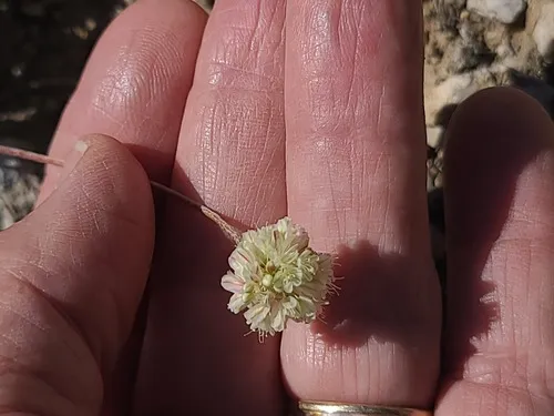 Williams' Buckwheat (var. williamsiae) — photo by John Gaskin
