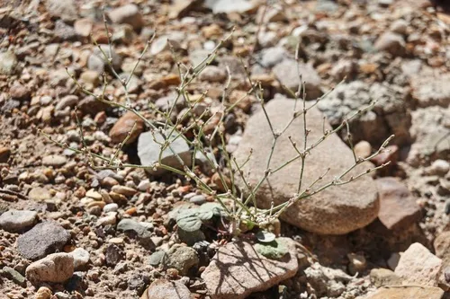 Palmer's Buckwheat — photo by Alec McKeand