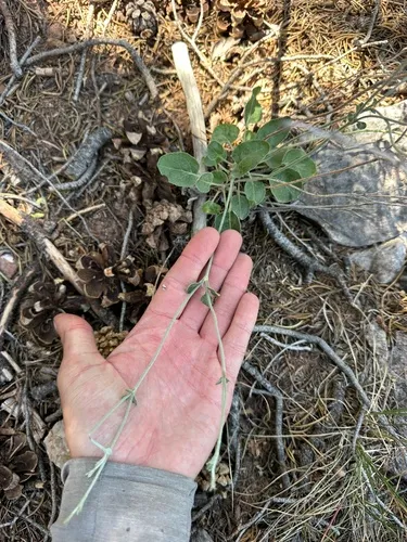 Panamint Mountain Buckwheat — photo by possiblybuddha