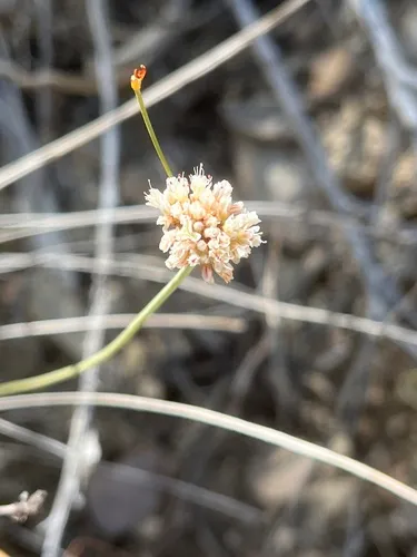 Panguitch Buckwheat — photo by Marc Chase Coles-Ritchie