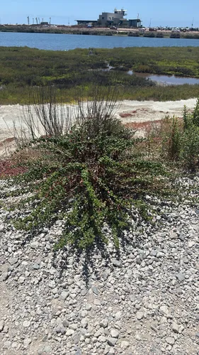 Seacliff Buckwheat — photo by Chelsea Rowland