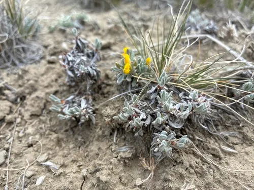 Fewflower Buckwheat (var. gnaphalodes) — photo by Cecelia Alexander