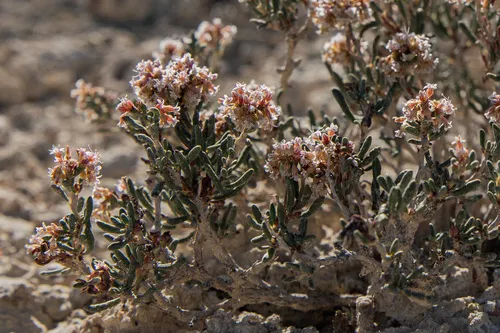 Clay-loving Buckwheat — photo by Phil Krening
