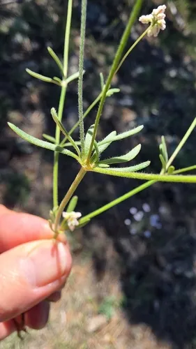Wirestem Buckwheat — photo by Max Licher