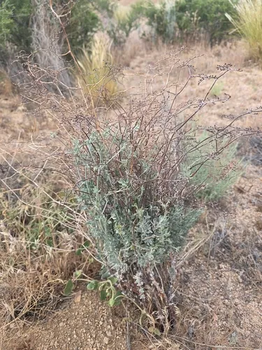 Yucca Buckwheat — photo by Rachel Woodard