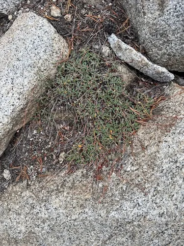 Foxtail Buckwheat — photo by Justin Paulin