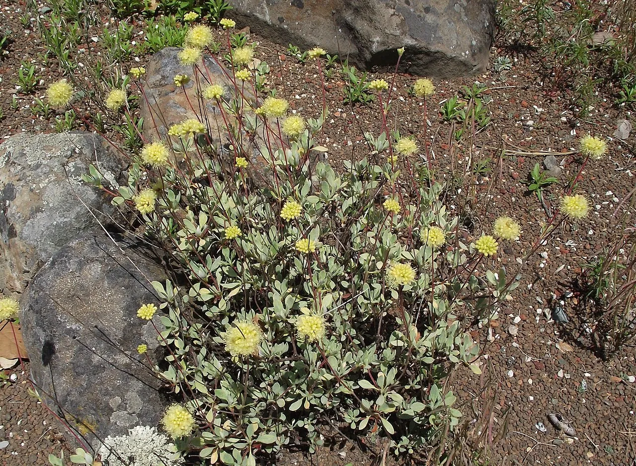 Nevada City Buckwheat (var. avium) — photo by Stickpen