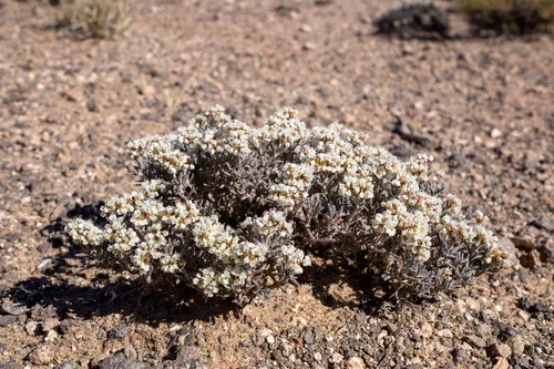 Yavapai County Buckwheat — photo by Matt Berger