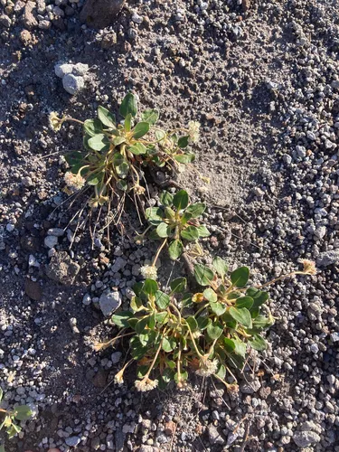 Shasta Buckwheat — photo by G. Miller