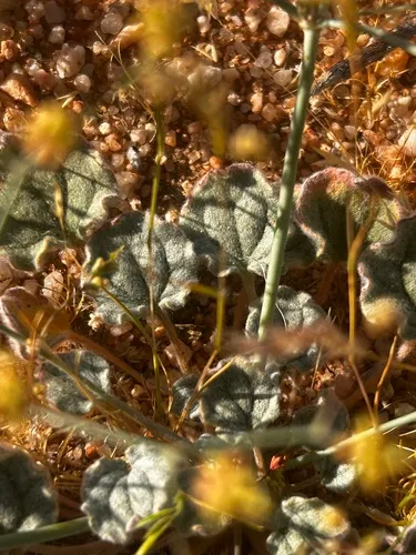 Kidneyleaf Buckwheat — photo by emilybredy