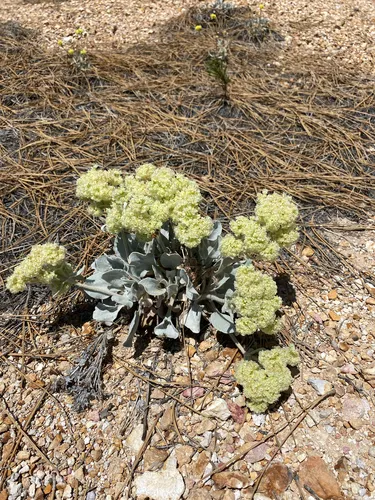 Granite Buckwheat — photo by timhanson81