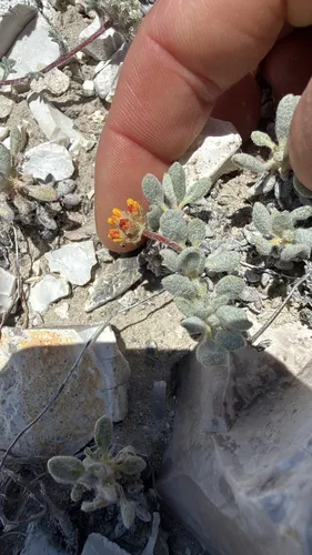 Rosy Buckwheat (var. rosense) — photo by pajricha