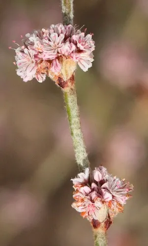 Wand Buckwheat — photo by Morgan Stickrod