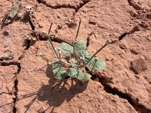 Roundleaf Buckwheat — photo by Ria Jarquin-Lewis
