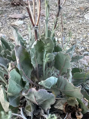 Wyman Creek Buckwheat — photo by possiblybuddha