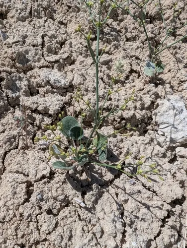 Saltwort Buckwheat — photo by jraino