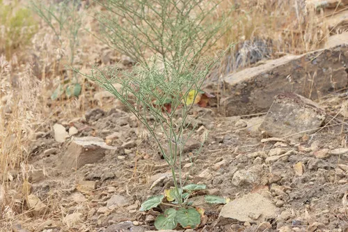 Westwater Buckwheat — photo by Andrey Zharkikh