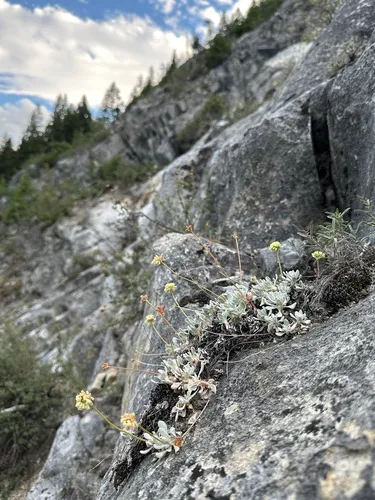 Cliff Buckwheat — photo by Matt Berger
