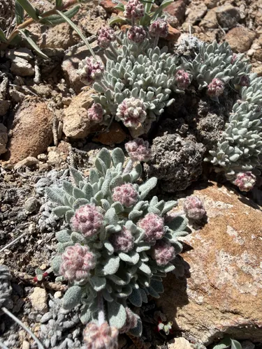 Shockley's Buckwheat — photo by Michelle Skip Vasquez