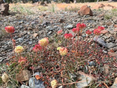 Siskiyou Buckwheat — photo by ainterrante