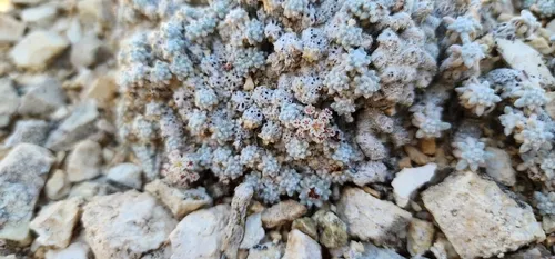 Frisco Buckwheat — photo by Braydon Lake