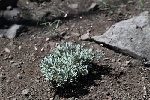 Barron's Wild Buckwheat — photo by Trevor Van Loon