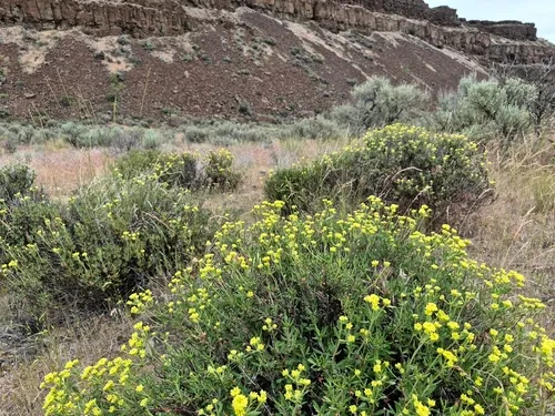 Rock Buckwheat (var. fasciculifolium) — photo by Sarah L Larson