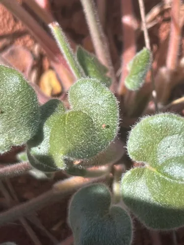 Kidneyshape Buckwheat — photo by desertbean13