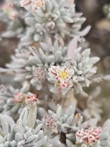 Bushy Buckwheat — photo by Landon