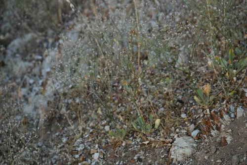 Temblor Buckwheat — photo by Trevor Van Loon