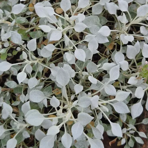 Tall Buckwheat — photo by David Willis