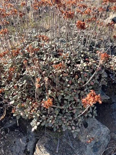 Ternate Buckwheat — photo by fraseran