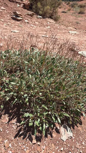 Thompson's Buckwheat — photo by jillbunnrll