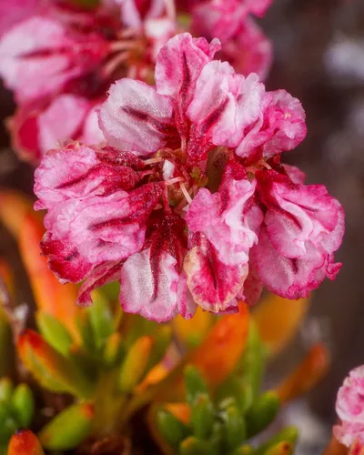 Thorne's Buckwheat — photo by Matt Reala