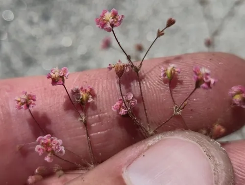Thurber's Buckwheat — photo by John Cowles