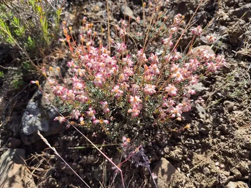 Thymeleaf Buckwheat — photo by Sarah L Larson