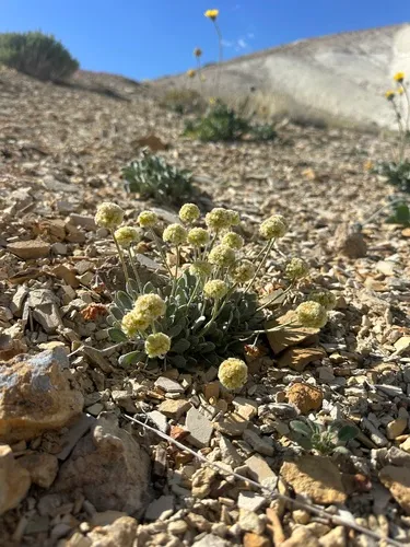 Tiehm's Buckwheat — photo by possiblybuddha