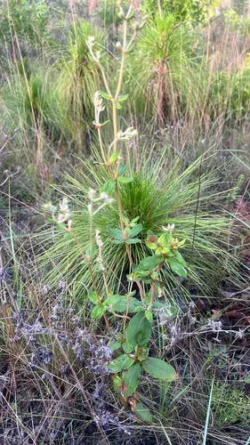 Dogtongue Buckwheat — photo by Matt and Kaysea Bruce