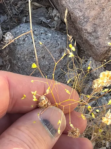Little Deserttrumpet (var. trichopes) — photo by Aaron Liston
