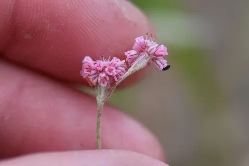 Mt. Diablo Buckwheat — photo by Adam Dibley