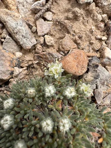 Woodside Buckwheat — photo by Kenzie Anderson-Bell