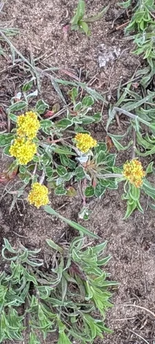 Sulphur-flower Buckwheat — photo by encbyancey