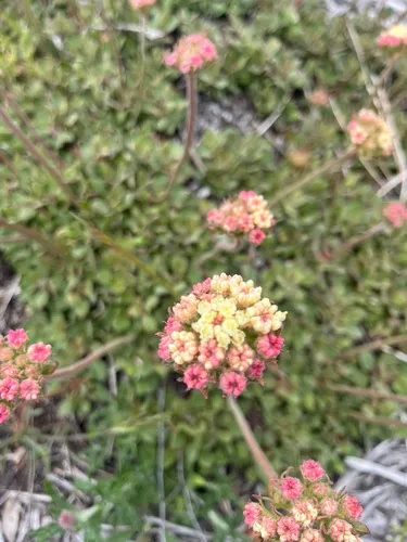 Bear Valley Buckwheat — photo by Myco_Monkey
