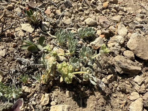 Gray Buckwheat — photo by Neil O. Frakes