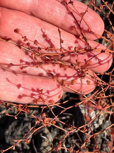 Wickerstem Buckwheat — photo by Nelson Balcar