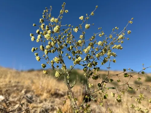 Twotooth Buckwheat — photo by Alex Heyman