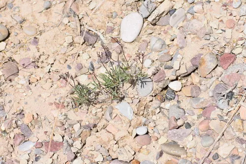 Clay Hill Buckwheat — photo by Jared Gorrell